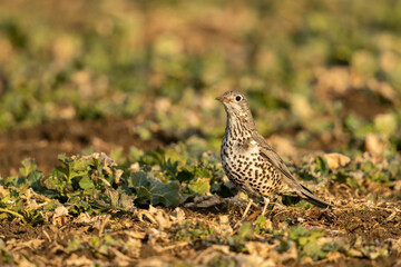Mistle thrush looking for food in a meadow