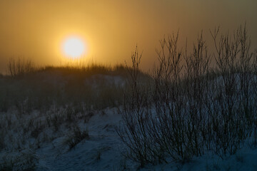 Zachód słońca we mgle i białe bazie na morskich wydmach. Wiosna. Sepia.