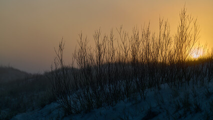 Zachód słońca we mgle i białe bazie na morskich wydmach. Wiosna. Sepia. - obrazy, fototapety, plakaty