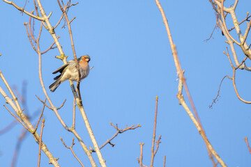 European red robin, erithacus rubecula, perching on a branch. High quality photo