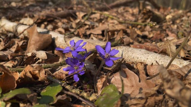 Spring blue hepatica flowers growing in forest.