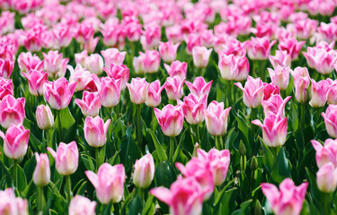 Amazing blooming pink tulips pattern outdoor. Nature, flowers, spring, gardening concept