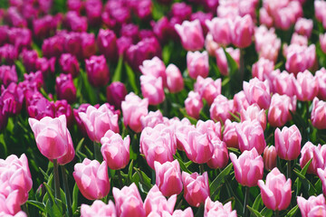 Obraz premium Amazing blooming pink tulips pattern outdoor. Nature, flowers, spring, gardening concept