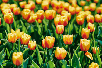 Amazing blooming orange and yellow tulips outdoor. Nature, flowers, spring, gardening concept