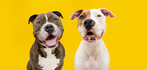 Banner two big happy dogs. American bully  and American bully puppy . Isolated on yellow background.