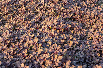 Growing young red leaf vegetables inside of an agricultural farm close up shot on a bright sunny day