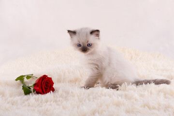 little  ragdoll kitten with blue eyes in purple  collar  sitting on a beige background with rose. High quality photo for card and calendar Space for text © Iryna