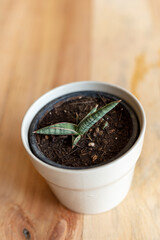 Sansevieria lavranos 1970 high angle view
