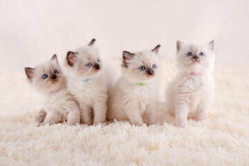 four ragdoll kittens with blue eyes sitting on white rug on a white background