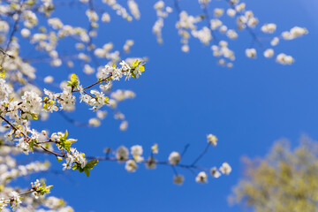 Apple trees flowers. the seed-bearing part of a plant.Spring flower natural landscape with white flowers of an apple tree on the background of the blue sky close-up. Soft focus. copy space