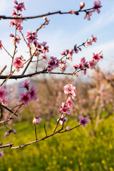 Peach fruit tree blossom in spring