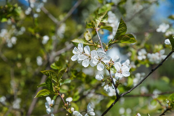 Apple trees flowers. the seed-bearing part of a plant.Spring flower natural landscape with white flowers of an apple tree on the background of the blue sky close-up. Soft focus