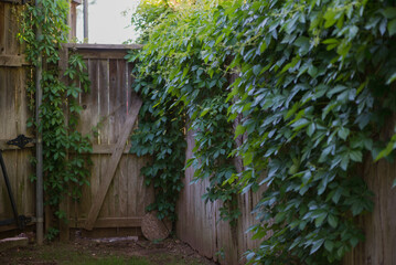 Green Ivy Growing on Cedar Fence and Gate