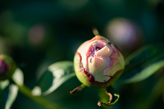 Peony Flower Bud with Ant