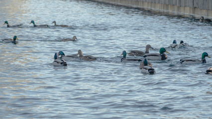 Waterfowl ducks and drakes on a winter river near open water in the city. A flock of ducks in the cold water.