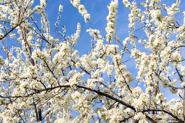 Plum fruit tree white flowers with sky in the background