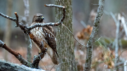 Perched Red Shouldered Hawk