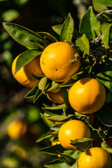 oranges on the tree, Lloret de Vista Alegre, Mallorca, Balearic Islands, Spain