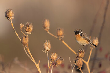 The European stonechat male (Saxicola rubicola) 