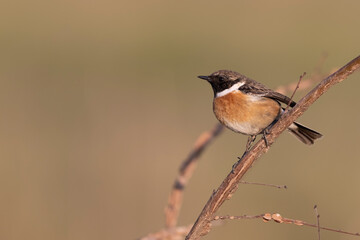 The European stonechat male (Saxicola rubicola) 