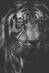 black and white tiger