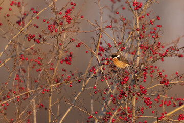 The European stonechat male (Saxicola rubicola) 