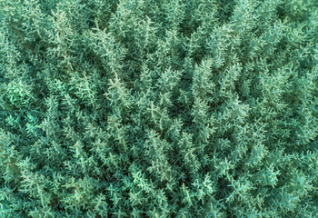 Perfect natural young bush pattern background in trendy green color. Natural backdrop for your design. Flat lay style.