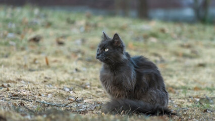 Homeles cat is looking for shelter. Abandoned animal, street cat. The cat is waiting for new owners.