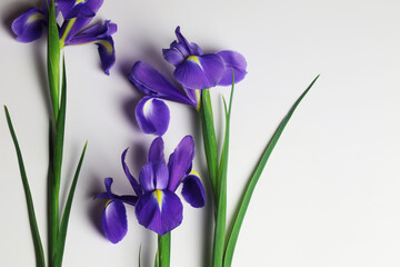 iris flower on white background