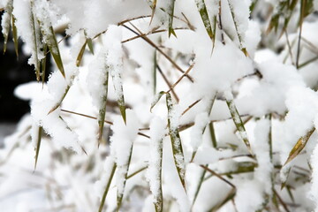 Snow covered bamboo leaves in winter close up