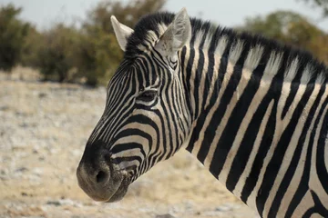 Fotobehang portrait of zebra © Aviv