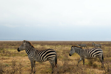 Fototapeta na wymiar zebras in the serengeti