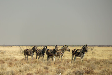 Fototapeta na wymiar A pack of zebras