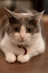 Obraz premium cute adorable cat with short hair sits in a pet collar. white cat with brown spots, clothing and accessories for animals, cat in a shelter, cat and coffee shop