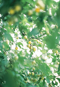 plum tree with ripe fruits