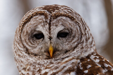 Extreme close up portrait of a perched Barred Owl (Strix varia) with a bloody beak searching for prey during winter. Selective focus, background blur and foreground blur 
