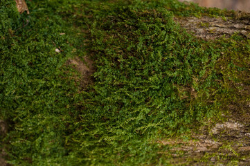 Embossed texture of the bark of oak. Photo of the oak texture with moss
