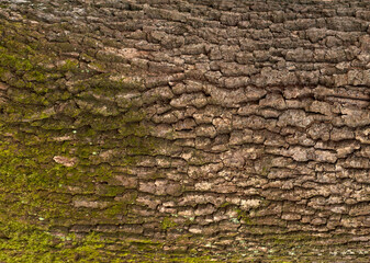 Embossed texture of the bark of oak. Photo of the oak texture with moss