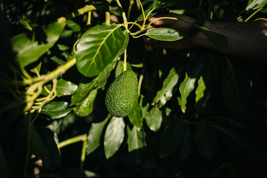 Fresh avocado growing on tree