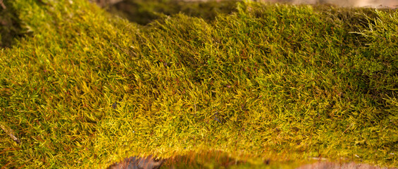 Embossed texture of the bark of oak. Panoramic photo of the oak texture with moss