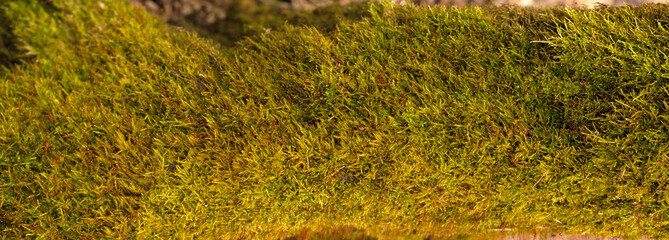 Embossed texture of the bark of oak. Panoramic photo of the oak texture with moss