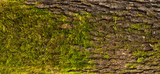 Embossed texture of the bark of oak. Panoramic photo of the oak texture with moss
