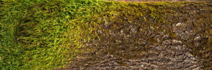 Embossed texture of the bark of oak. Panoramic photo of the oak texture with moss