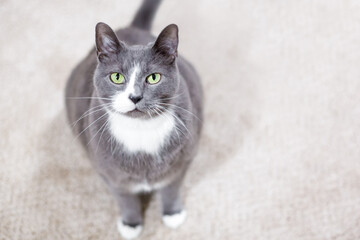 A gray and white shorthair cat with green eyes looking up at the camera