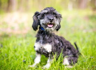 Fototapeta premium A cute Shih Tzu x Cocker Spaniel mixed breed dog sitting outdoors