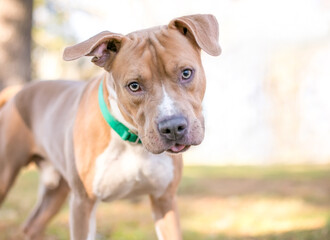 A fawn and white color Pit Bull Terrier mixed breed dog listening with a head tilt and sticking its tongue out