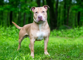 A Pit Bull Terrier x Shar Pei mixed breed dog standing outdoors and looking at the camera