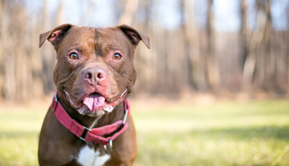 A happy Staffordshire Bull Terrier Pit Bull mixed breed dog wearing a red Martingale style collar