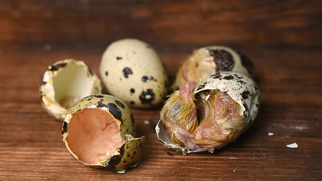 a newborn baby bird or quail chick hatches from an egg close-up on a wooden background.