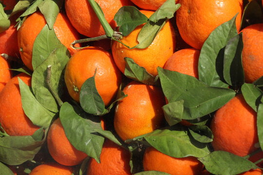 Oranges
